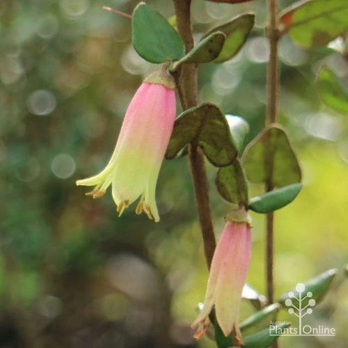 Correa Marian's Marvel 2 Correa Marian's Marvel - Image 2