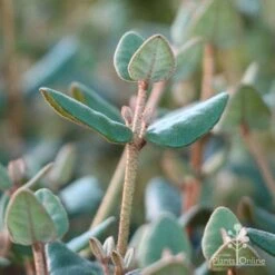 Correa Marian's Marvel 23 Correa Marian's Marvel -Outdoor Garden Care marians marvel foliage 1