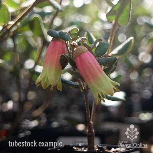 Correa Marian's Marvel 12 Correa Marian's Marvel - Image 12