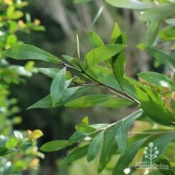 Grevillea Orange Marmalade 27 Grevillea Orange Marmalade -Outdoor Garden Care marmalade foliage