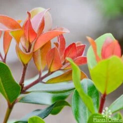 Metrosideros Little Ewan - Dwarf NZ Christmas Bush