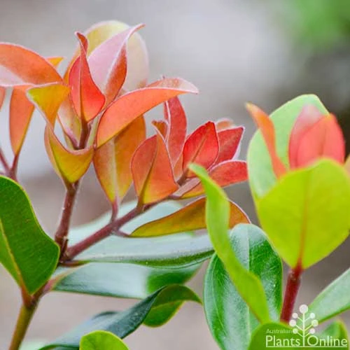 Metrosideros Little Ewan - Dwarf NZ Christmas Bush 1 Metrosideros Little Ewan - Dwarf NZ Christmas Bush