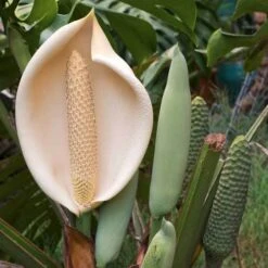 Monstera Deliciosa - Fruit Salad Plant, Swiss Cheese -Outdoor Garden Care monstera flowers and fruit 500