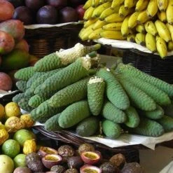 Monstera Deliciosa - Fruit Salad Plant, Swiss Cheese -Outdoor Garden Care monstera fruit