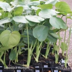 Monstera Deliciosa - Fruit Salad Plant, Swiss Cheese -Outdoor Garden Care monstera tubes