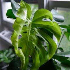 Monstera Deliciosa - Fruit Salad Plant, Swiss Cheese -Outdoor Garden Care monstera new leaf unfurling