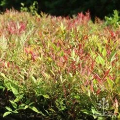 Nandina Moonbay -Outdoor Garden Care moonbay mass