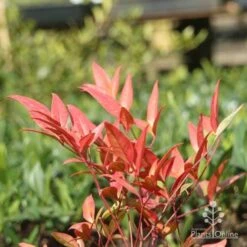 Nandina Moonbay -Outdoor Garden Care moonbay winter colour