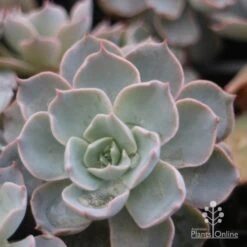 Echeveria Morning Beauty - Succulent -Outdoor Garden Care morning beauty leaf 500