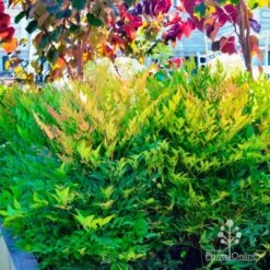 Nandina Moonbay -Outdoor Garden Care nandina moonbay