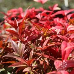 Nandina Obsession -Outdoor Garden Care nandina obsession foliage colour