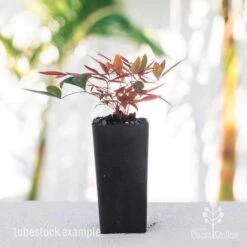 Nandina Obsession -Outdoor Garden Care nandina obsession tube