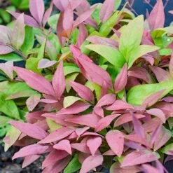 Nandina BLUSH 12 Nandina BLUSH -Outdoor Garden Care nandina blush