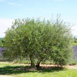 Olive Kalamata 9 Olive Kalamata -Outdoor Garden Care olive tree landscape 500 2