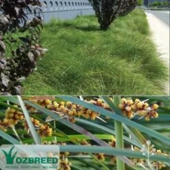 Lomandra Tanika -Outdoor Garden Care ozbreed tanika montage