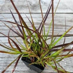 Pennisetum - Dwarf Purple Fountain Grass -Outdoor Garden Care pennisetum rubrum dwarf leaf 1
