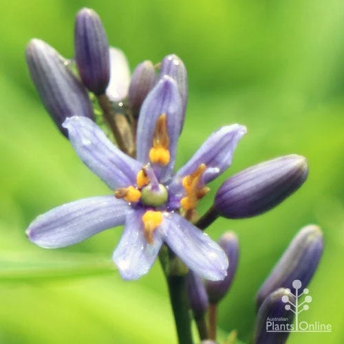 Dianella Petite Marie 2 Dianella Petite Marie - Image 2