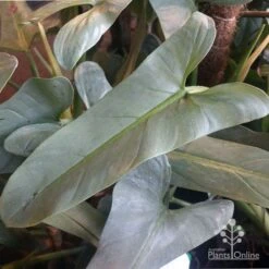 Philodendron Silver Sword -Outdoor Garden Care philo silver sword mature leaf