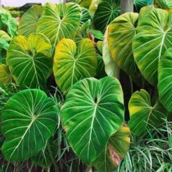 Philodendron Gloriosum - Velvet Philodendron -Outdoor Garden Care philodendron gloriosum plants bright