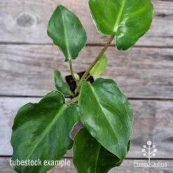Philodendron Imbe 13 Philodendron Imbe -Outdoor Garden Care philodendron imbe 1