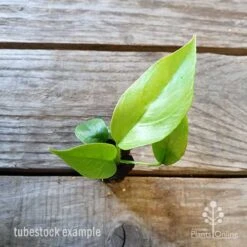 Philodendron Minima - Mini Monstera 15 Philodendron Minima - Mini Monstera -Outdoor Garden Care philodendron minima 1 edited