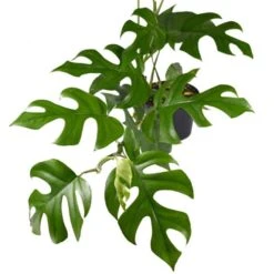 Philodendron Minima - Mini Monstera 10 Philodendron Minima - Mini Monstera -Outdoor Garden Care philodendron minima