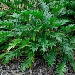 Philodendron Xanadu 14 Philodendron Xanadu -Outdoor Garden Care philodendron xanadu 500