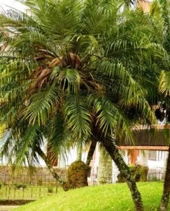 Phoenix Roebelenii - Dwarf Date Palm -Outdoor Garden Care phoenix roebelenii palm 500 1