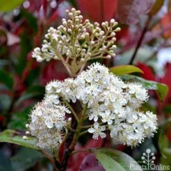 Photinia Red Robin -Outdoor Garden Care photinia fraseri red robin flower