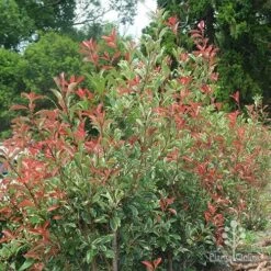 Photinia Pink Marble -Outdoor Garden Care photinia pink marble hedge nursery