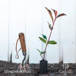 Photinia Red Robin -Outdoor Garden Care photinia red robin styled 2