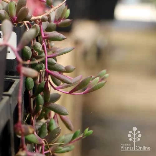 Othonna Ruby Necklace - Little Pickles - Succulent 6 Othonna Ruby Necklace - Little Pickles - Succulent - Image 6