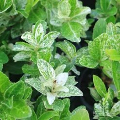 Euonymus Pierrolino - Variegated Spindle 15 Euonymus Pierrolino - Variegated Spindle -Outdoor Garden Care pierrolino img 0527