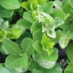 Euonymus Pierrolino - Variegated Spindle 21 Euonymus Pierrolino - Variegated Spindle -Outdoor Garden Care pierrolino leaf markings