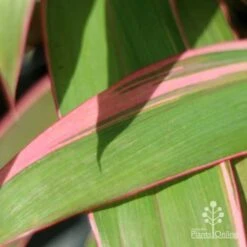 Cordyline Fruticosa Pink Diamond -Outdoor Garden Care pink diamond leaf 1