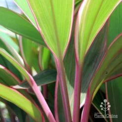 Cordyline Fruticosa Pink Diamond -Outdoor Garden Care pink diamond stem