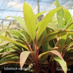 Cordyline Fruticosa Pink Diamond -Outdoor Garden Care pink diamond tubestock
