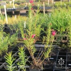 Grevillea Pink Pearl 24 Grevillea Pink Pearl -Outdoor Garden Care pink pearl tubestock grevillea 1