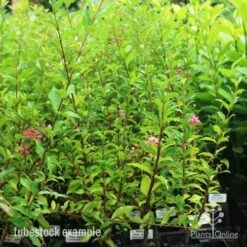 Malpighia Pixie - Acerola 27 Malpighia Pixie - Acerola -Outdoor Garden Care pixie tubestock in bud