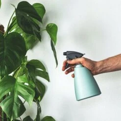 Monstera Deliciosa - Fruit Salad Plant, Swiss Cheese -Outdoor Garden Care plant misting