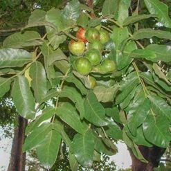 Burdekin Plum - Pleiogynium -Outdoor Garden Care pleiogynium timoriense burdekin plum tree
