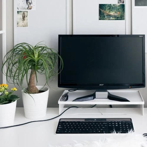 Beaucarnea - Ponytail Palm 3 Beaucarnea - Ponytail Palm - Image 3