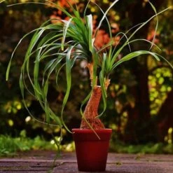 Beaucarnea - Ponytail Palm 9 Beaucarnea - Ponytail Palm -Outdoor Garden Care ponytail potted 2