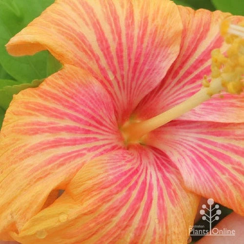 Hibiscus Popsicle 2 Hibiscus Popsicle - Image 2