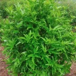 Hibiscus Popsicle 13 Hibiscus Popsicle -Outdoor Garden Care popsicle shrub