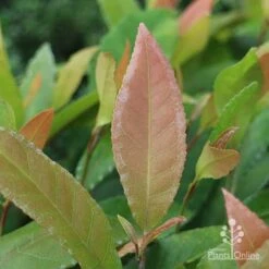 Elaeocarpus Prima Donna - Blueberry Ash 19 Elaeocarpus Prima Donna - Blueberry Ash -Outdoor Garden Care prima donna leaf