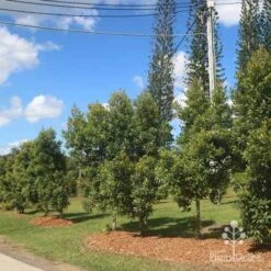 Elaeocarpus Prima Donna - Blueberry Ash 16 Elaeocarpus Prima Donna - Blueberry Ash -Outdoor Garden Care prima donna nursery drive