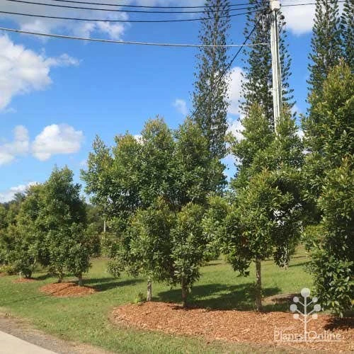Elaeocarpus Prima Donna - Blueberry Ash 6 Elaeocarpus Prima Donna - Blueberry Ash - Image 6