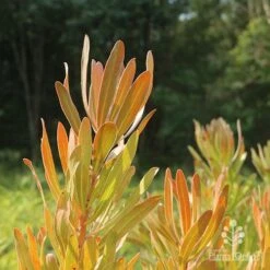Protea Pink Ice 16 Protea Pink Ice -Outdoor Garden Care protea pink ice in sunshine