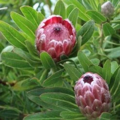 Protea Pink Ice